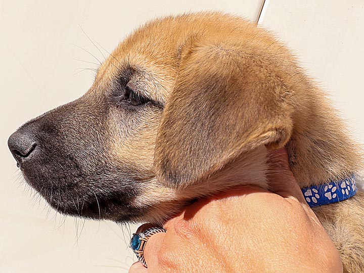 chinook puppy